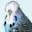 exhibitionbudgerigarforum.co.uk